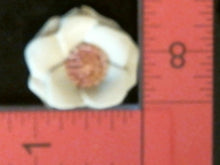 Load image into Gallery viewer, Silicone Mold Flower Poppy Daisy used with wax, Candle, gypsum, resin, hot glue, soap, clay, concrete, metal FL2